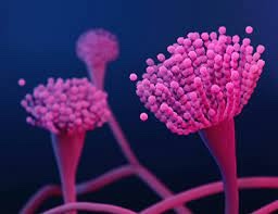 Aspergillus